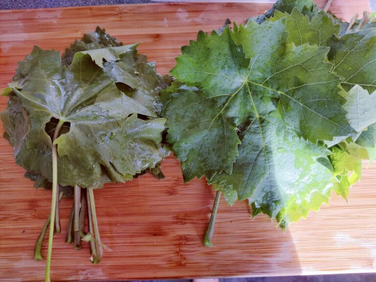 How To Preserve Vine Leaves