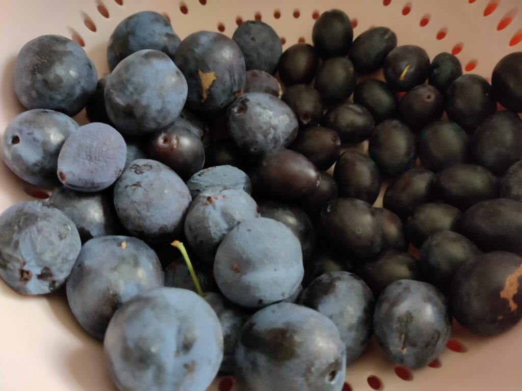 damsons and bullace
