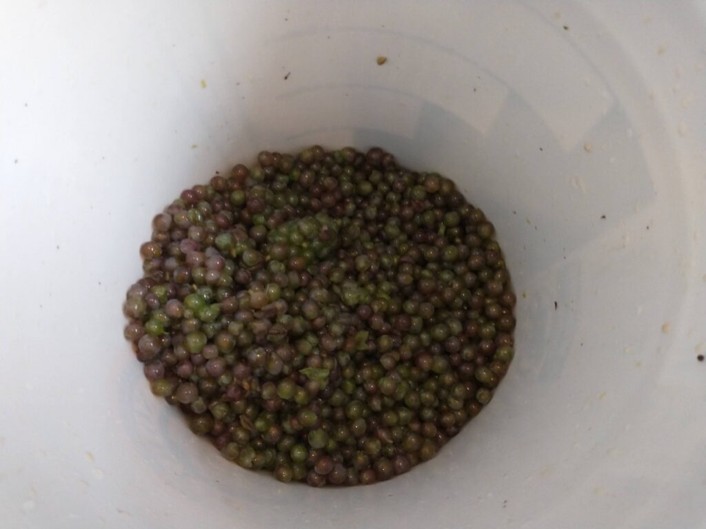 grapes inside a large vessel